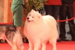 Paris Dog Show-N 2025